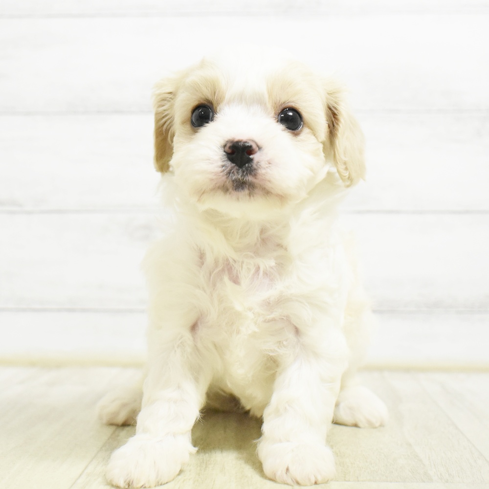 静岡県のハーフ犬・ミックス犬 (犬の家＆猫の里藤枝店/2026年8月24日生まれ/女の子/ブレンハイム)の子犬
