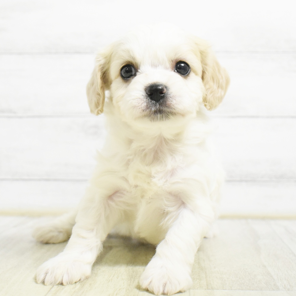 福井県のハーフ犬・ミックス犬 (犬の家＆猫の里アミーゴ福井店/2026年8月24日生まれ/女の子/ブレンハイム)の子犬