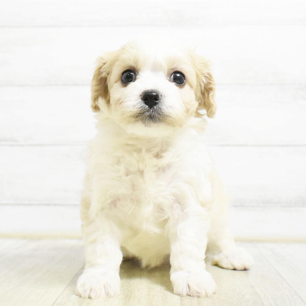 神奈川県のハーフ犬・ミックス犬 (犬の家＆猫の里元住吉ブレーメン通り店/2026年8月24日生まれ/男の子/ブレンハイム)の子犬