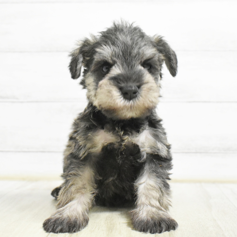 愛知県のミニチュアシュナウザー (犬の家＆猫の里岡崎店/2026年8月25日生まれ/男の子/ソルトペッパー)の子犬