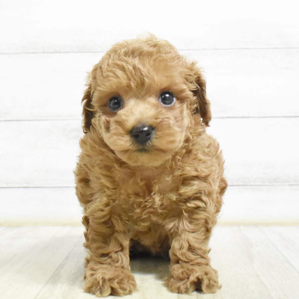 富山県のトイプードル(トイ) (犬の家＆猫の里アミーゴ高岡蓮花寺店/2026年8月25日生まれ/女の子/レッド)の子犬