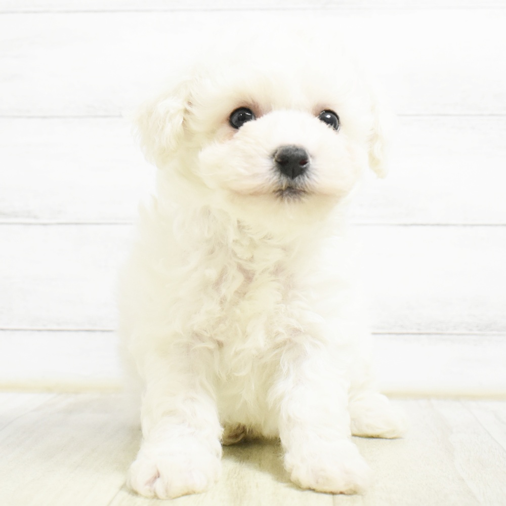 長野県のビションフリーゼ (犬の家＆猫の里長野店/2026年8月23日生まれ/女の子/ホワイト)の子犬