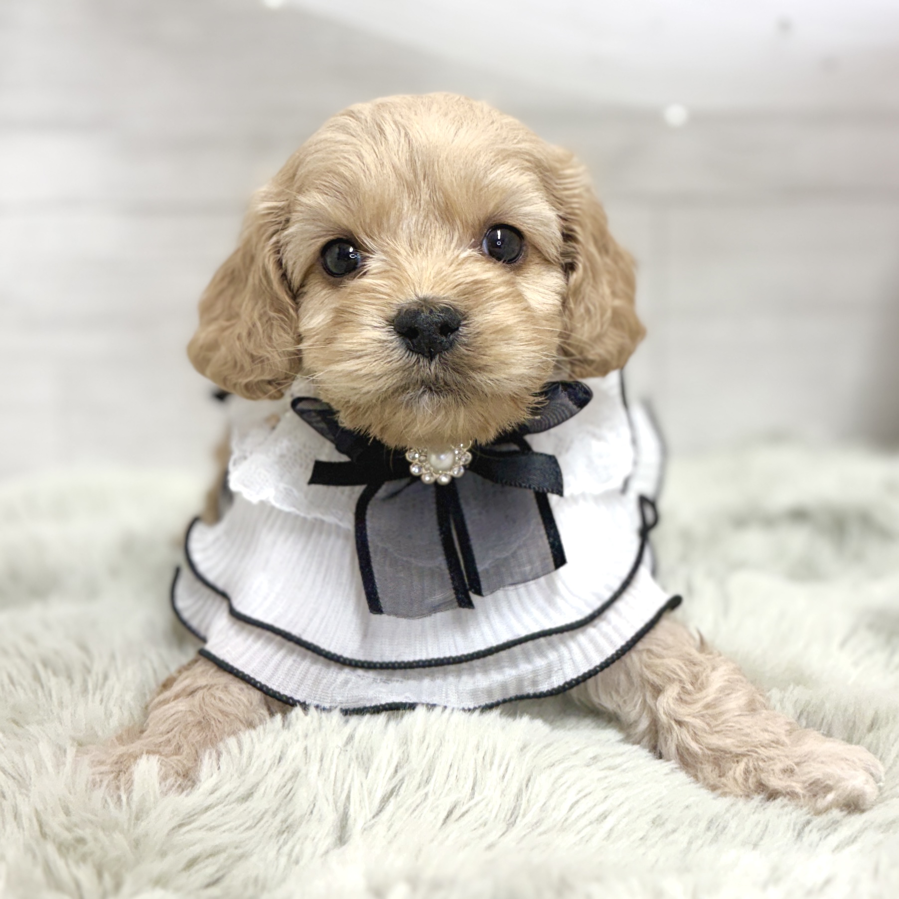 ハーフ犬男の子の写真