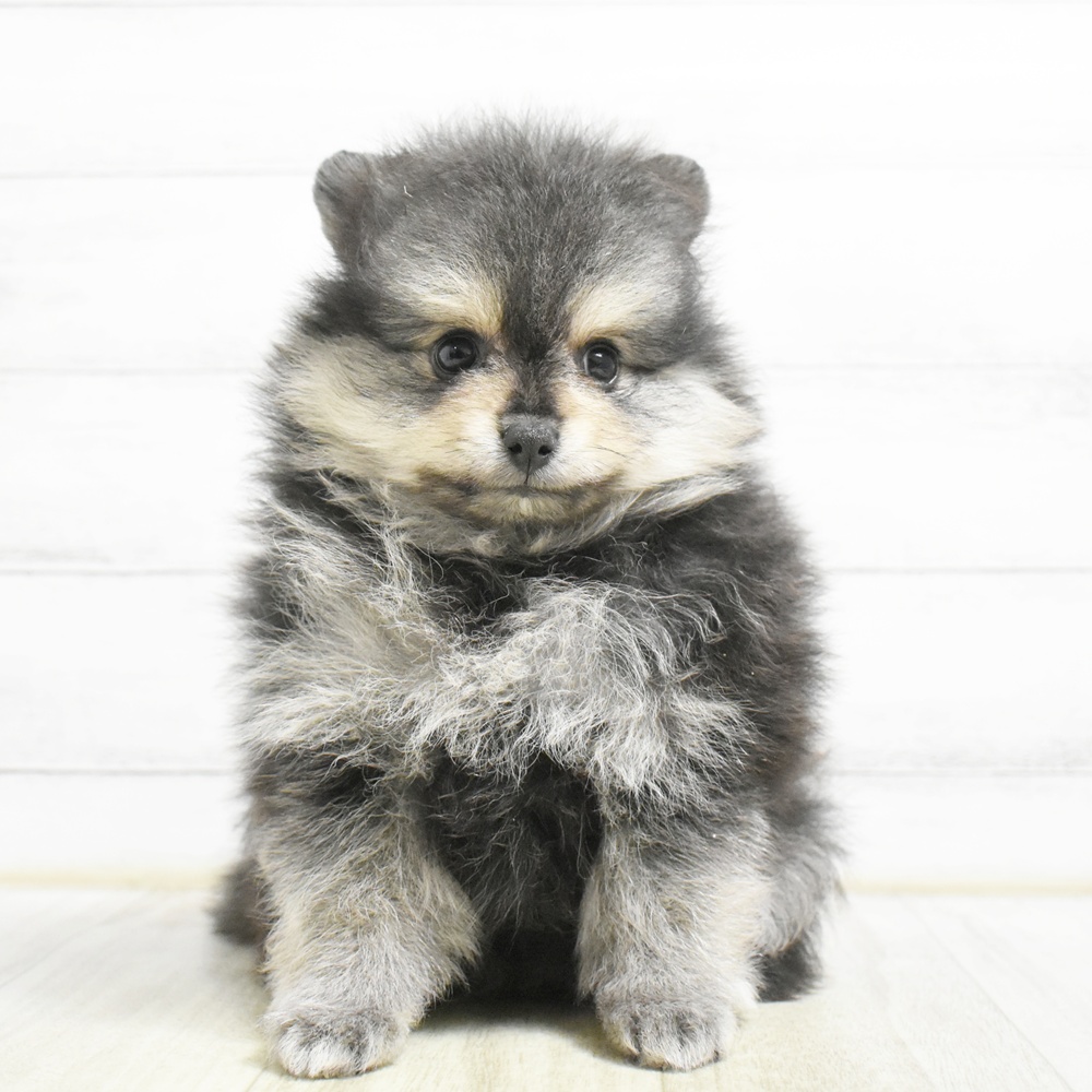 静岡県のポメラニアン (犬の家＆猫の里プレ葉ウォーク浜北店/2026年8月20日生まれ/女の子/ブラックタン)の子犬の2枚目の画像