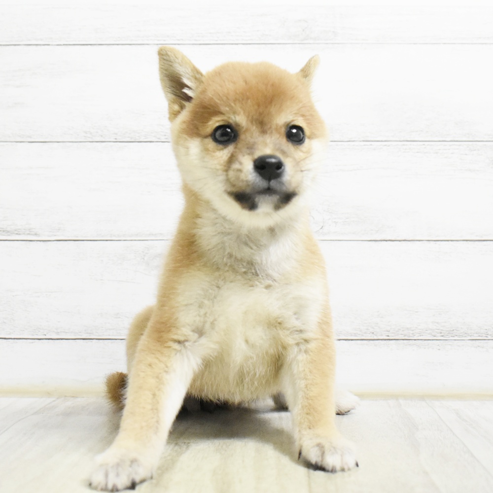 愛知県の豆柴 (犬の家＆猫の里安城店/2026年8月25日生まれ/女の子/赤)の子犬