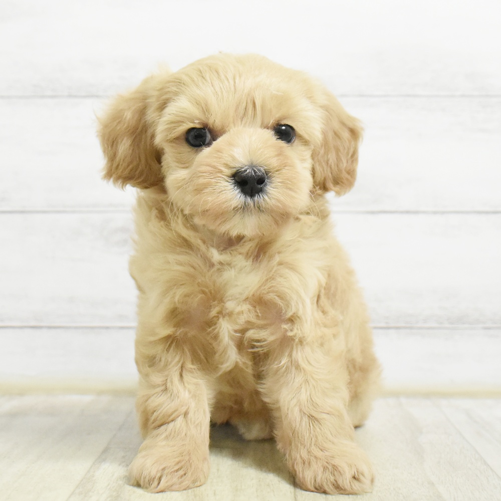 千葉県のマルプー(マルチーズ×プードル) (犬の家＆猫の里ワンズモール稲毛店/2026年8月23日生まれ/女の子/アプリコット)の子犬