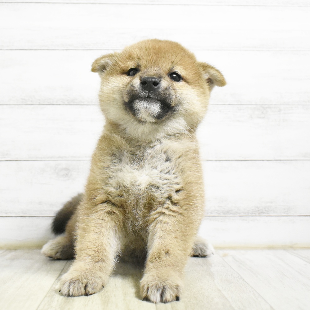 愛知県の柴犬(標準サイズ) (犬の家＆猫の里岡崎店/2026年8月22日生まれ/男の子/赤)の子犬