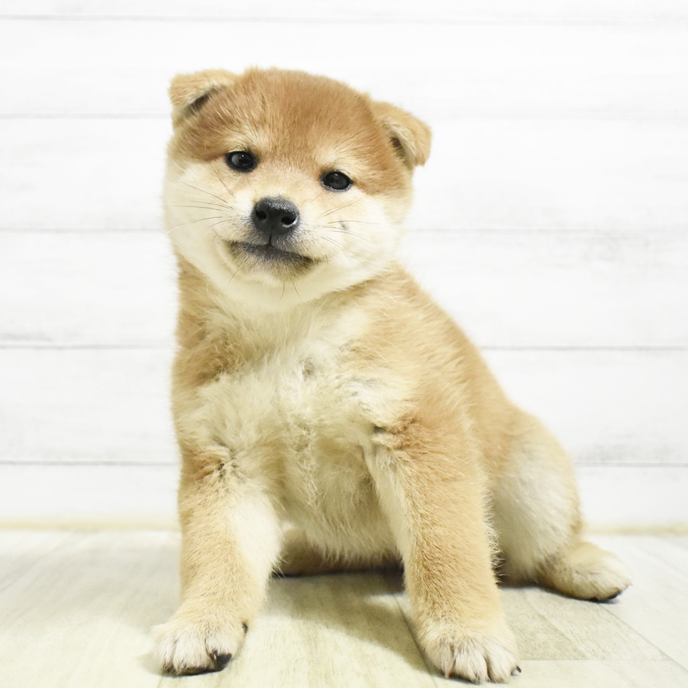 静岡県の柴犬(標準サイズ) (犬の家＆猫の里MEGAドン・キホーテ袋井店/2026年8月22日生まれ/女の子/赤)の子犬