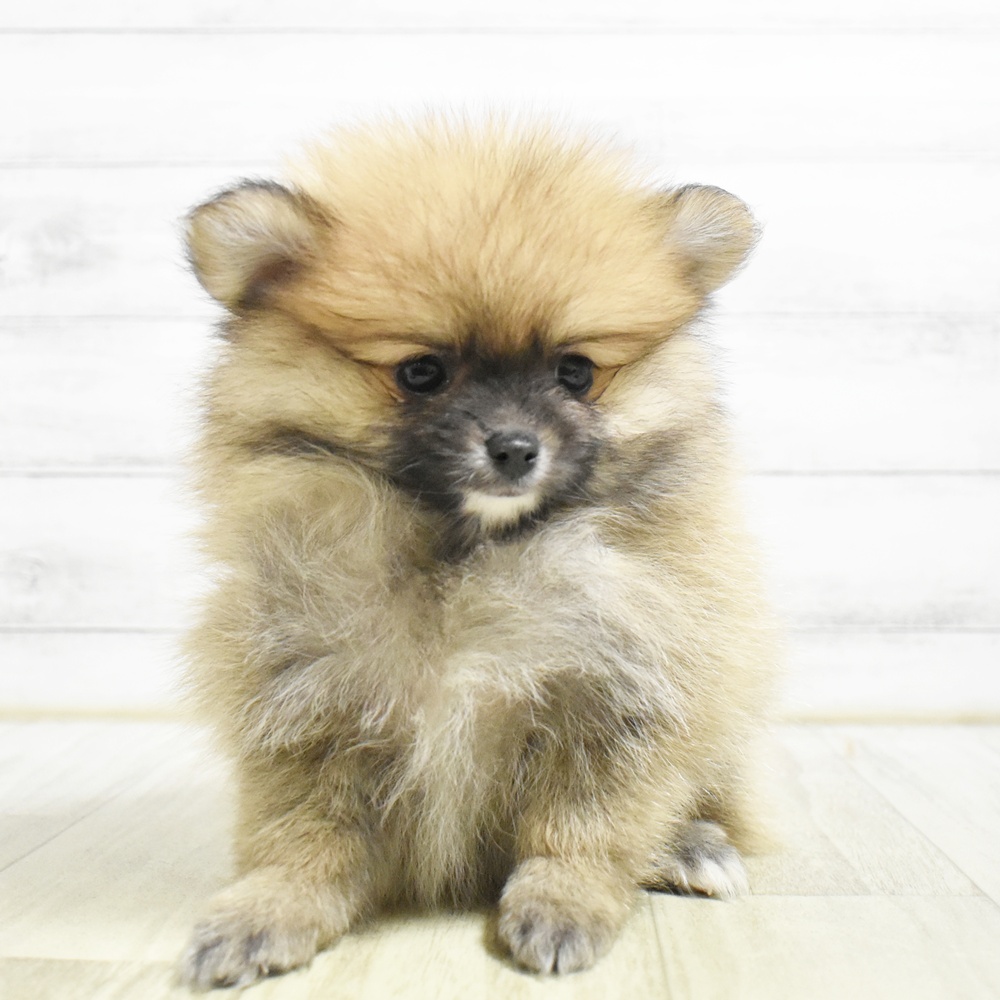 東京都のポメラニアン (犬の家＆猫の里新宿店/2026年8月25日生まれ/女の子/オレンジ)の子犬
