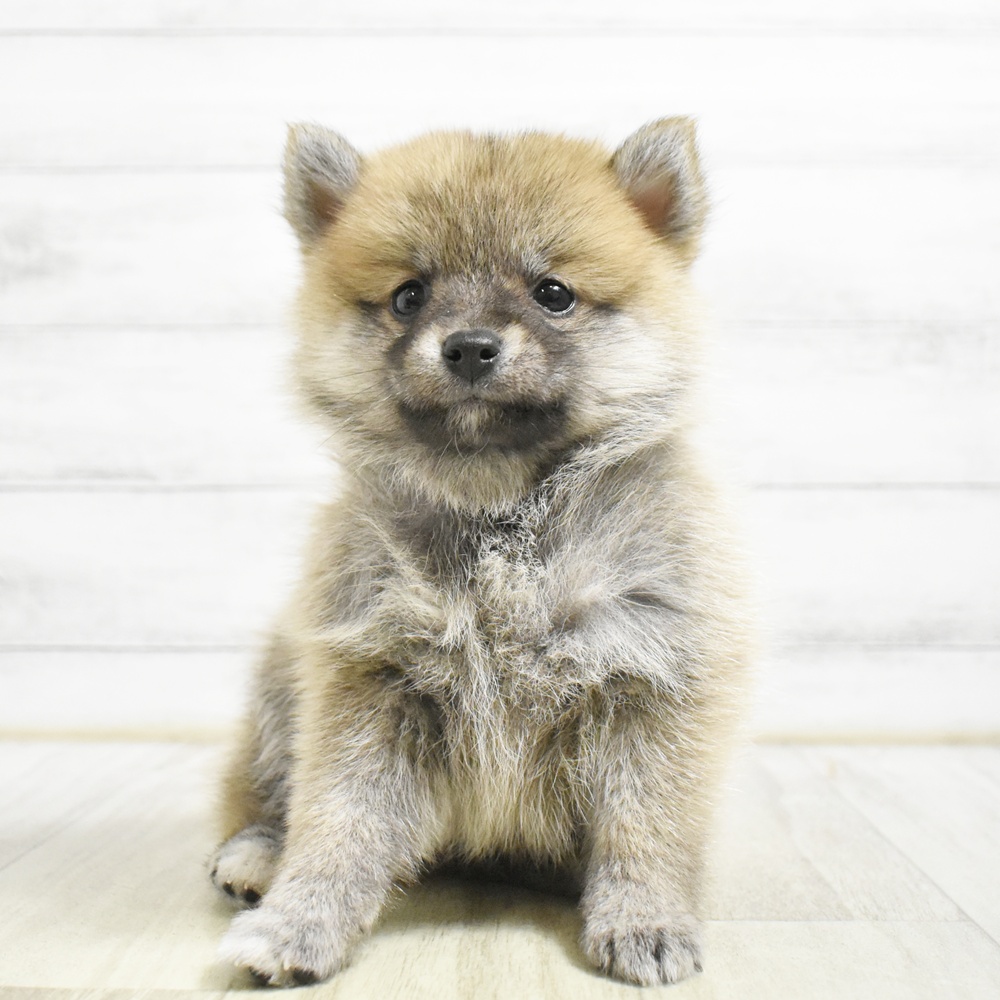 東京都のポメ柴/豆ポメ/ポメ豆柴(ポメラニアン×柴犬) (犬の家＆猫の里ペットフォレスト小平店/2026年8月25日生まれ/女の子/赤)の子犬