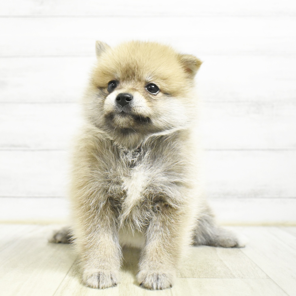 千葉県のポメ柴/豆ポメ/ポメ豆柴(ポメラニアン×柴犬) (犬の家＆猫の里ワンズモール稲毛店/2026年8月25日生まれ/男の子/赤)の子犬