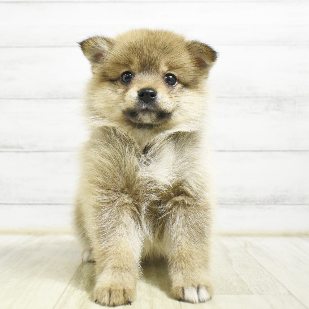 ハーフ犬男の子の写真