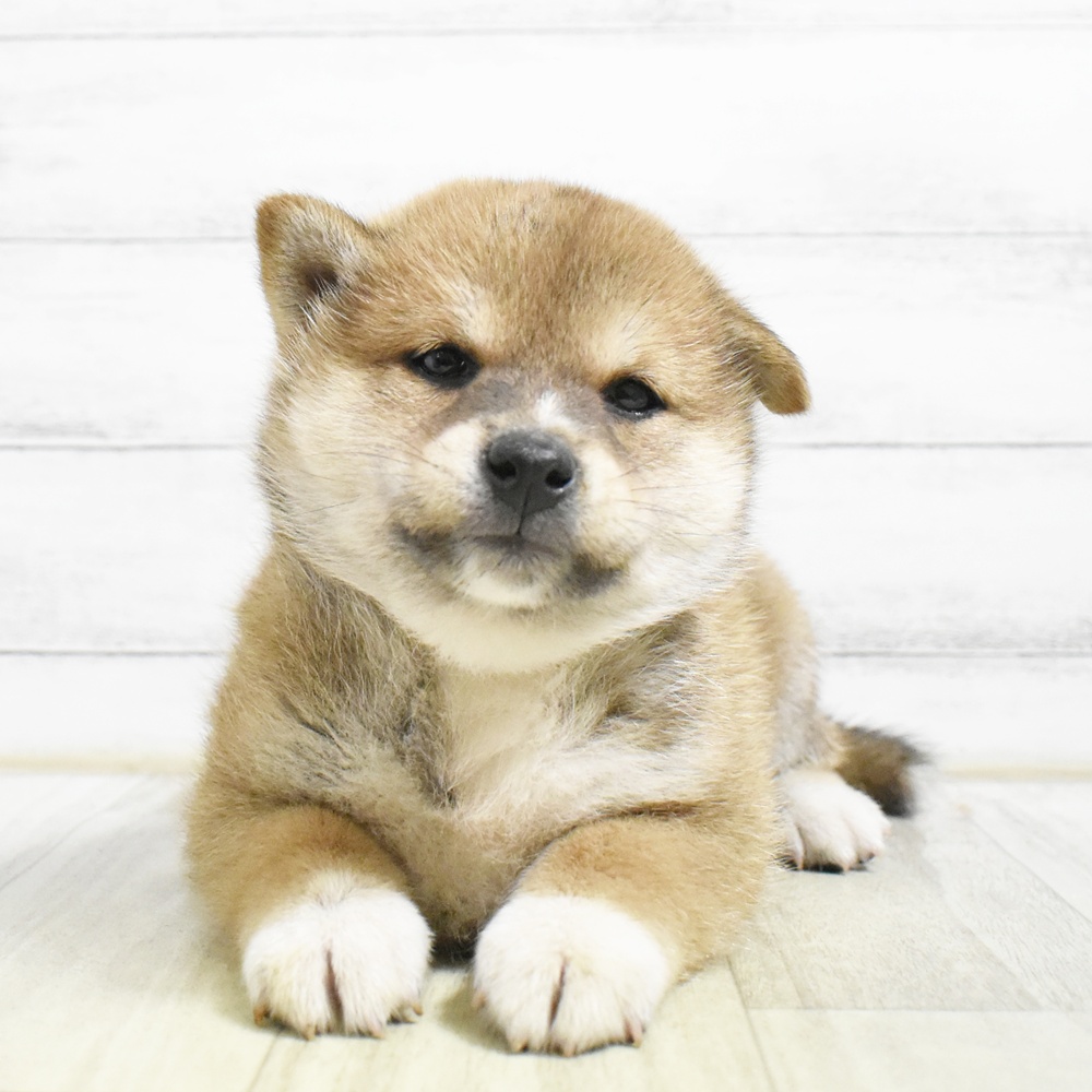 静岡県の柴犬(標準サイズ) (犬の家＆猫の里藤枝店/2026年8月24日生まれ/男の子/赤)の子犬