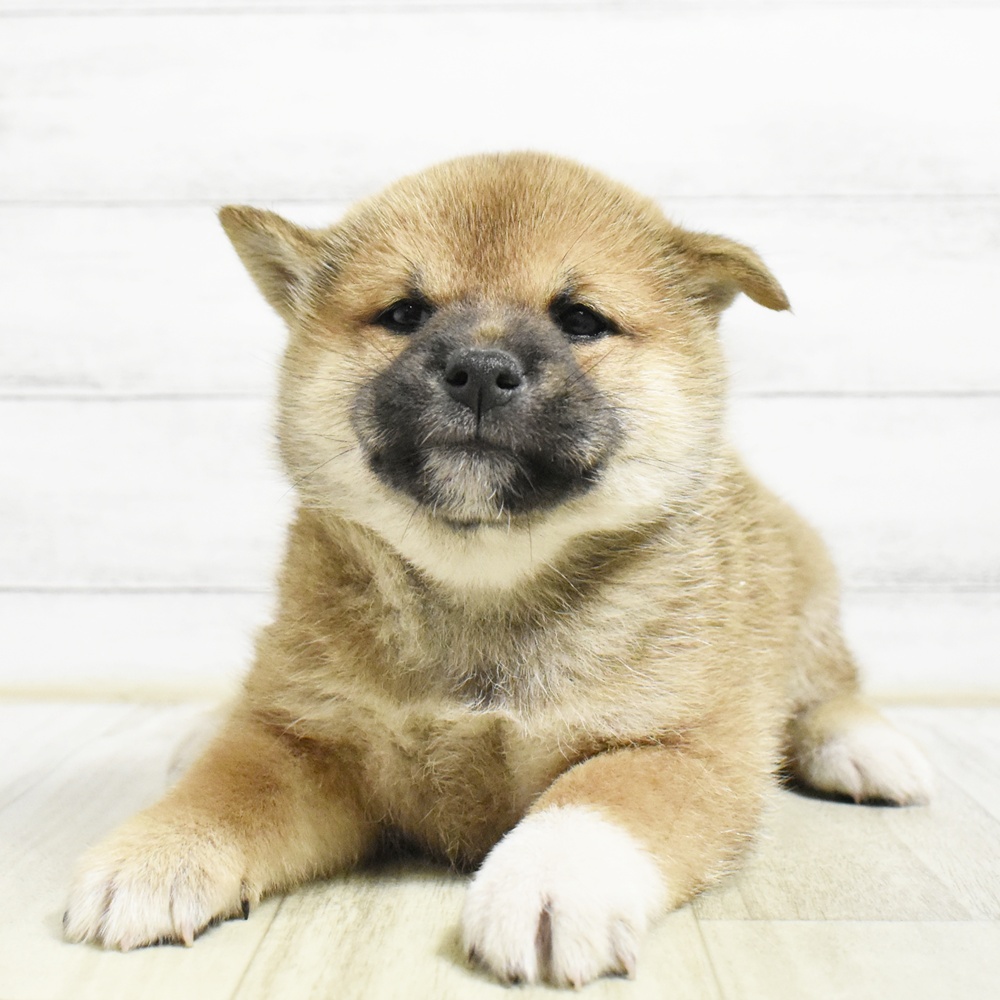 愛知県の柴犬(標準サイズ) (犬の家＆猫の里エアポートウォーク店/2026年8月24日生まれ/女の子/赤)の子犬