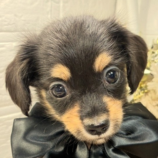 大阪府のチワックス(チワワ×ダックス) (犬の家＆猫の里そよら東岸和田店/2026年8月25日生まれ/女の子/ブラックタン)の子犬