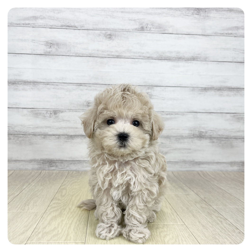 兵庫県のマルプー(マルチーズ×プードル) (犬の家＆猫の里ニッケパークタウン加古川店/2026年8月25日生まれ/男の子/クリーム)の子犬
