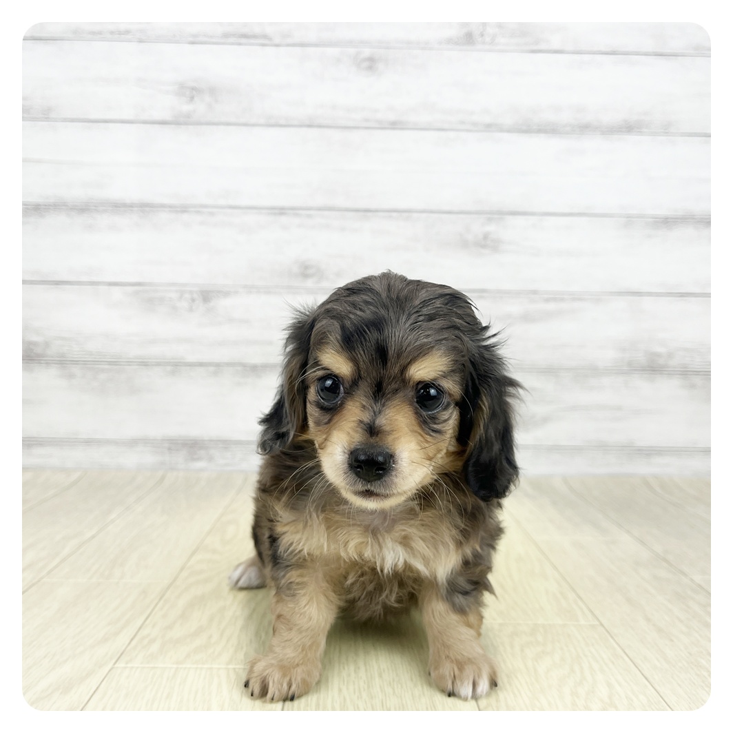 兵庫県のチワックス(チワワ×ダックス) (犬の家＆猫の里ニッケパークタウン加古川店/2026年8月26日生まれ/男の子/シルバーダップル)の子犬