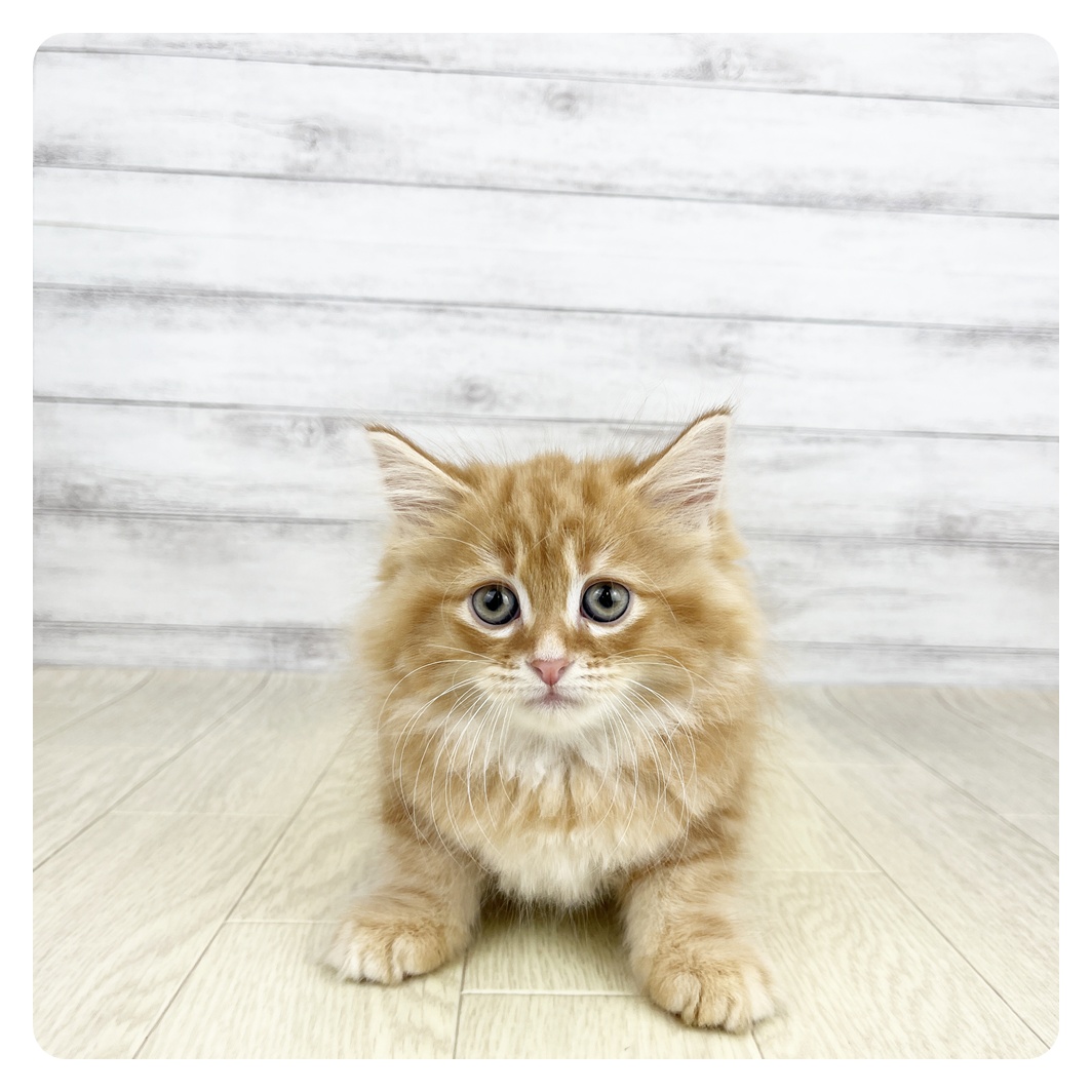 愛知県のミヌエット (犬の家＆猫の里MEGAドン・キホーテ東海名和店/2026年8月24日生まれ/男の子/レッドタビー)の子猫