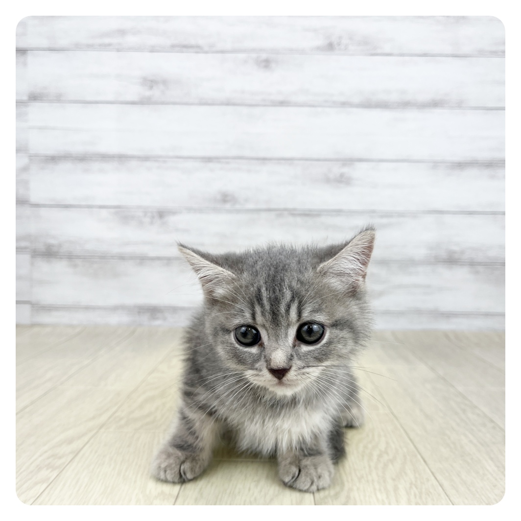 愛知県のスコティッシュフォールド (犬の家＆猫の里愛知刈谷店/2026年8月25日生まれ/男の子/ブルータビー)の子猫