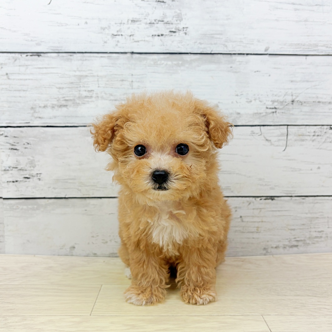 京都府のトイプードル(トイ) (犬の家＆猫の里京都精華店/2026年8月27日生まれ/女の子/オレンジフォーン)の子犬