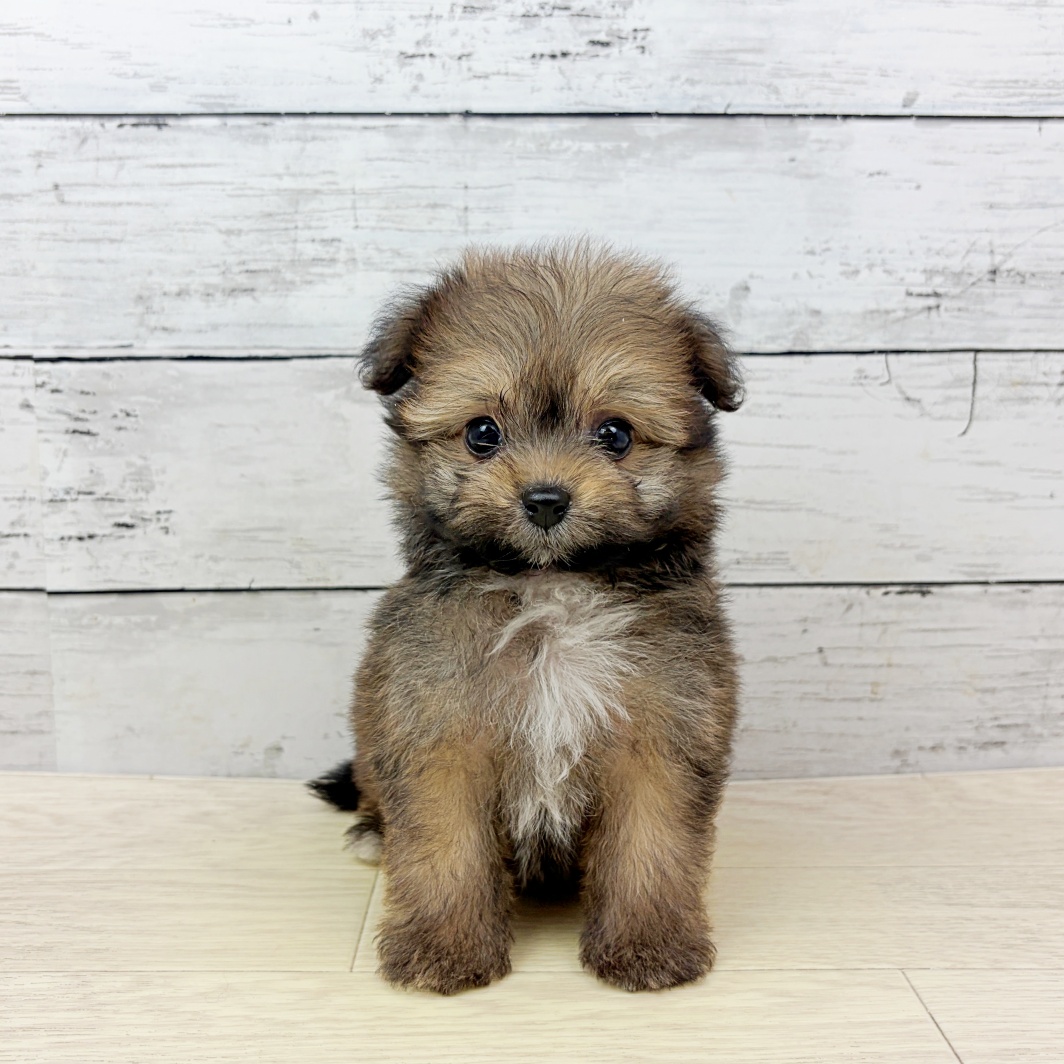 兵庫県のポメプー(ポメラニアン×プードル) (犬の家＆猫の里カナート西神戸店/2026年8月27日生まれ/女の子/セーブル)の子犬