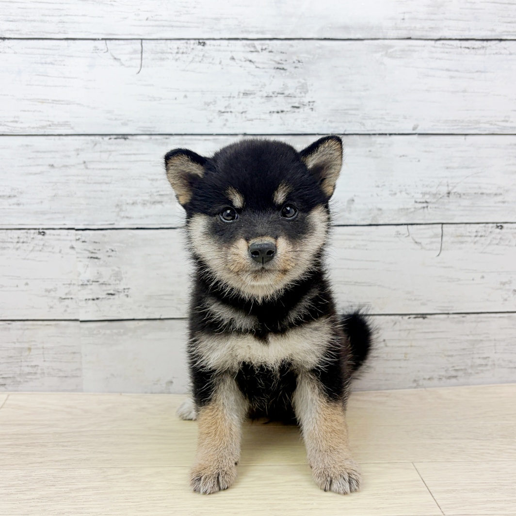 滋賀県の柴犬(標準サイズ) (犬の家＆猫の里長浜店/2026年8月25日生まれ/女の子/黒)の子犬