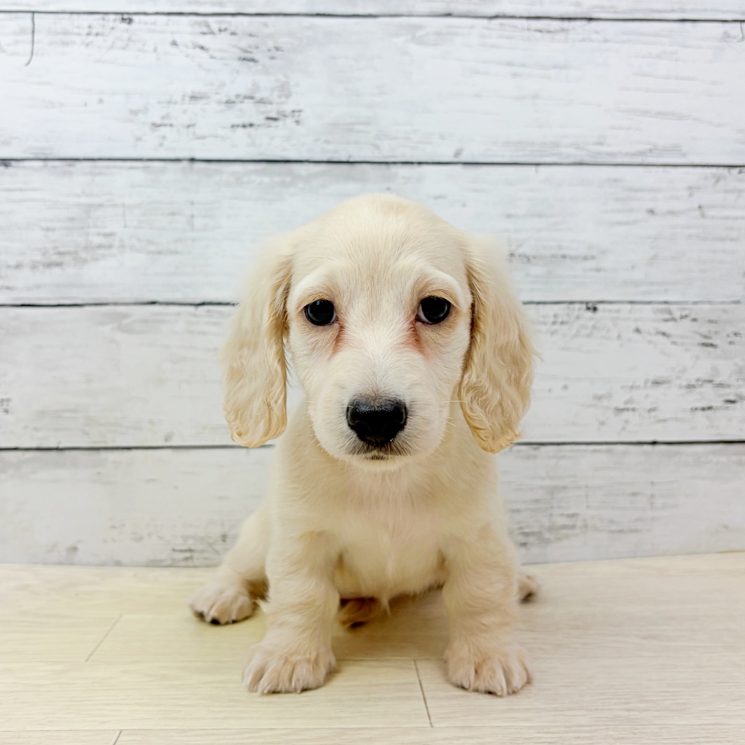 京都府のミニチュアダックスフンド(ロング) (犬の家＆猫の里京都精華店/2026年8月26日生まれ/女の子/イエロー)の子犬