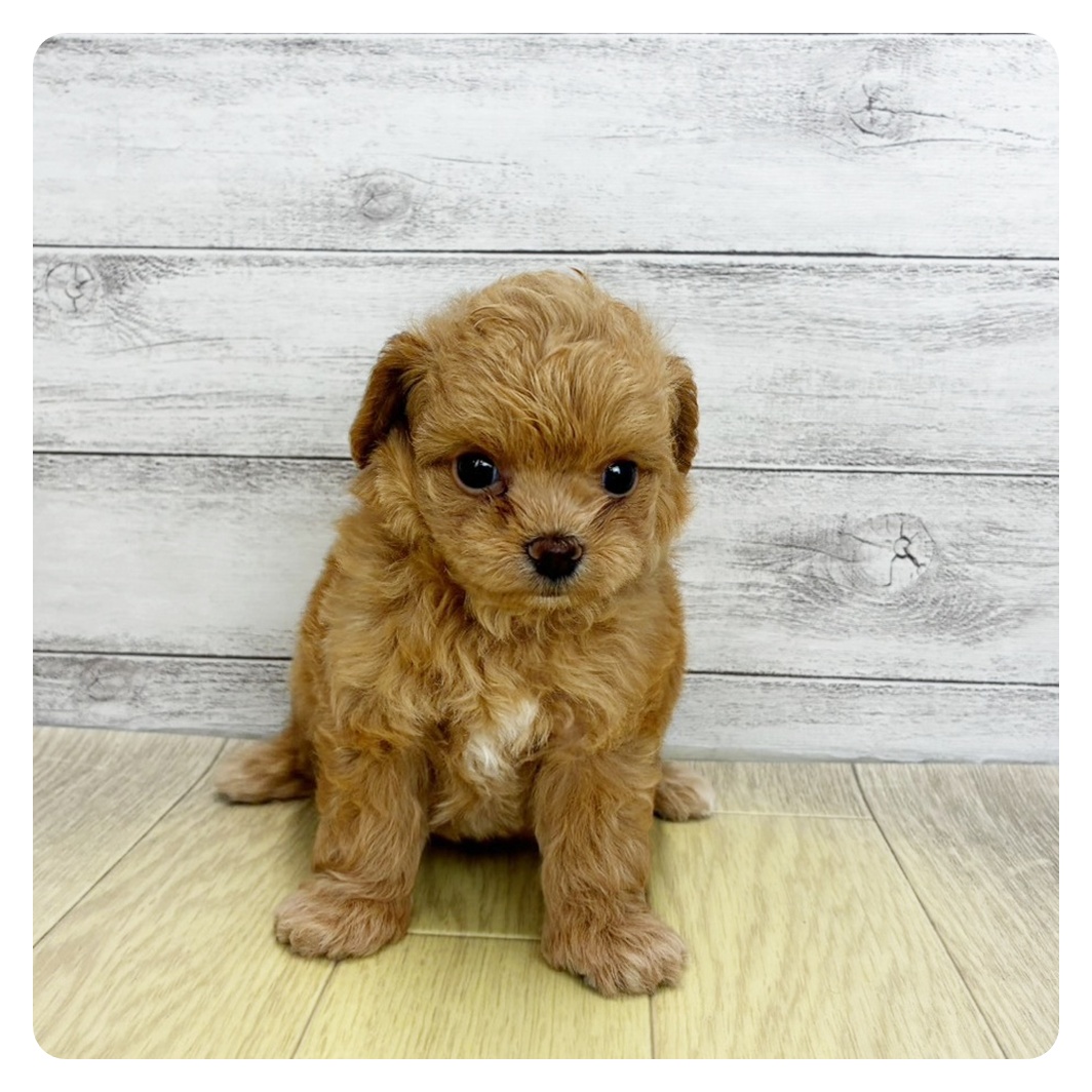 生体画像１