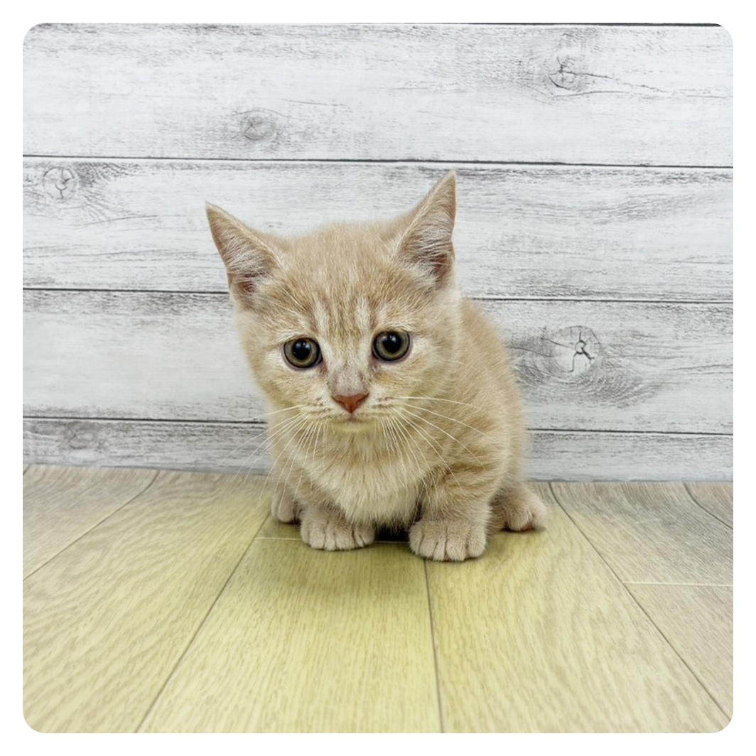 愛知県のマンチカン (犬の家＆猫の里春日井本店/2026年8月26日生まれ/女の子/クリームタビー)の子猫