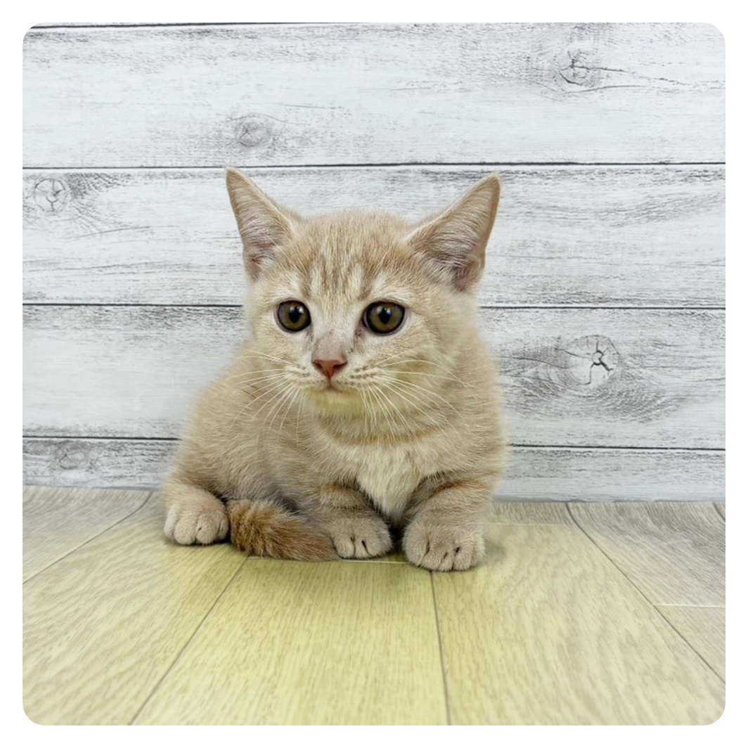 東京都のマンチカン (犬の家＆猫の里ペットフォレスト小平店/2026年8月26日生まれ/女の子/クリームタビー)の子猫