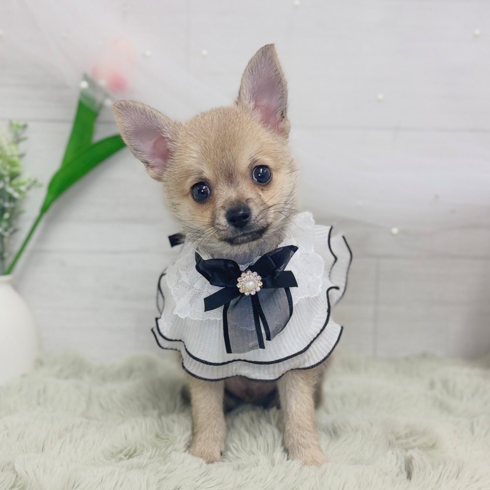ハーフ犬男の子の写真