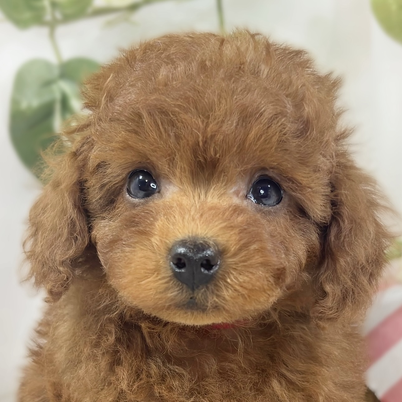 岡山県のトイプードル(トイ) (犬の家＆猫の里天満屋ハピーズ西大寺モール店/2026年8月27日生まれ/男の子/レッドフォーン)の子犬