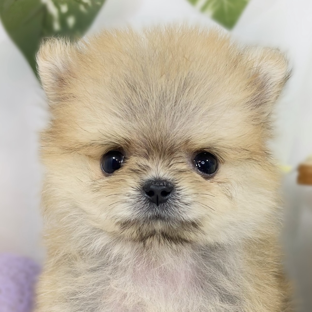 愛知県のポメチワ/チワポメ/ポメチー(ポメラニアン×チワワ) (犬の家＆猫の里春日井本店/2026年8月7日生まれ/男の子/オレンジ)の子犬