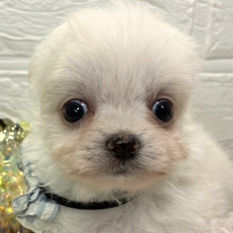 ハーフ犬男の子の写真