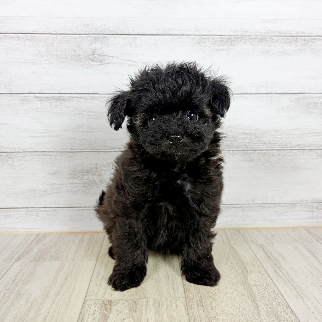 大阪府のポメプー(ポメラニアン×プードル) (犬の家＆猫の里吹田店/2026年8月29日生まれ/男の子/ブラック)の子犬