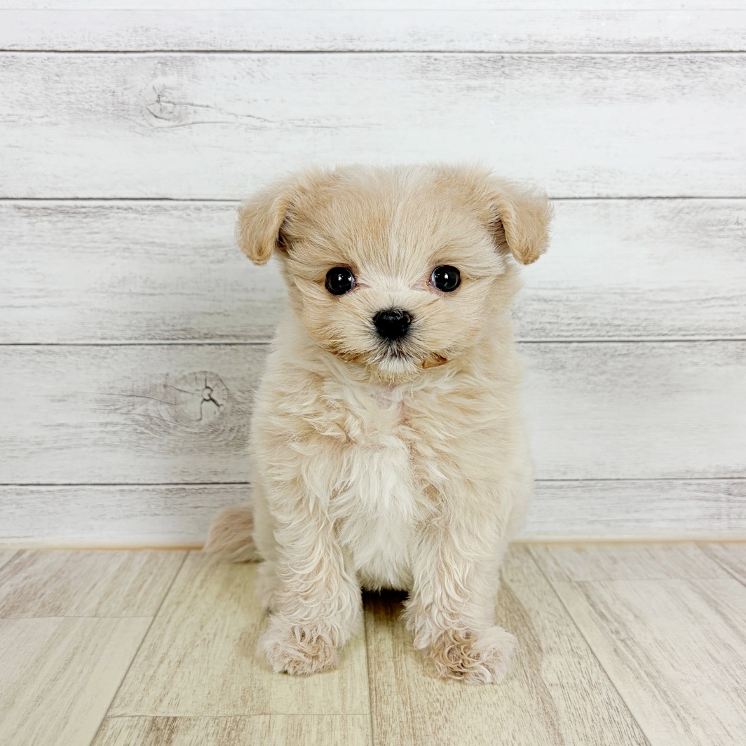 ハーフ犬男の子の写真