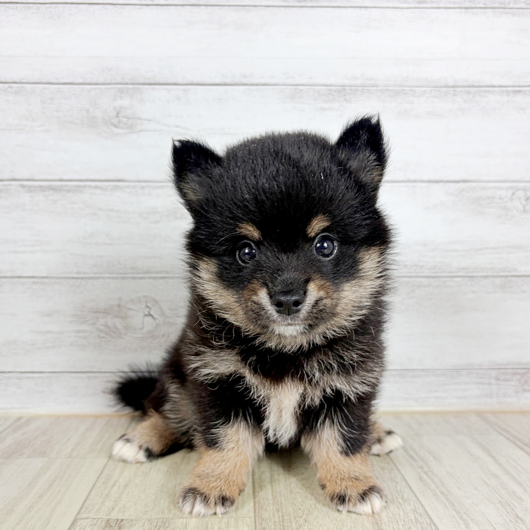 ハーフ犬男の子の写真