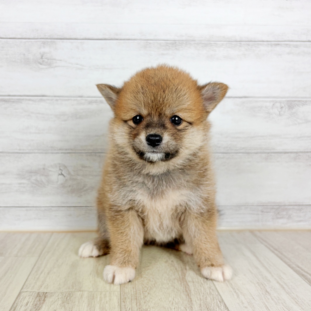 ハーフ犬女の子の写真