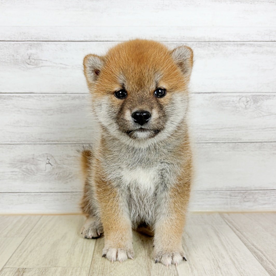 柴犬女の子の写真