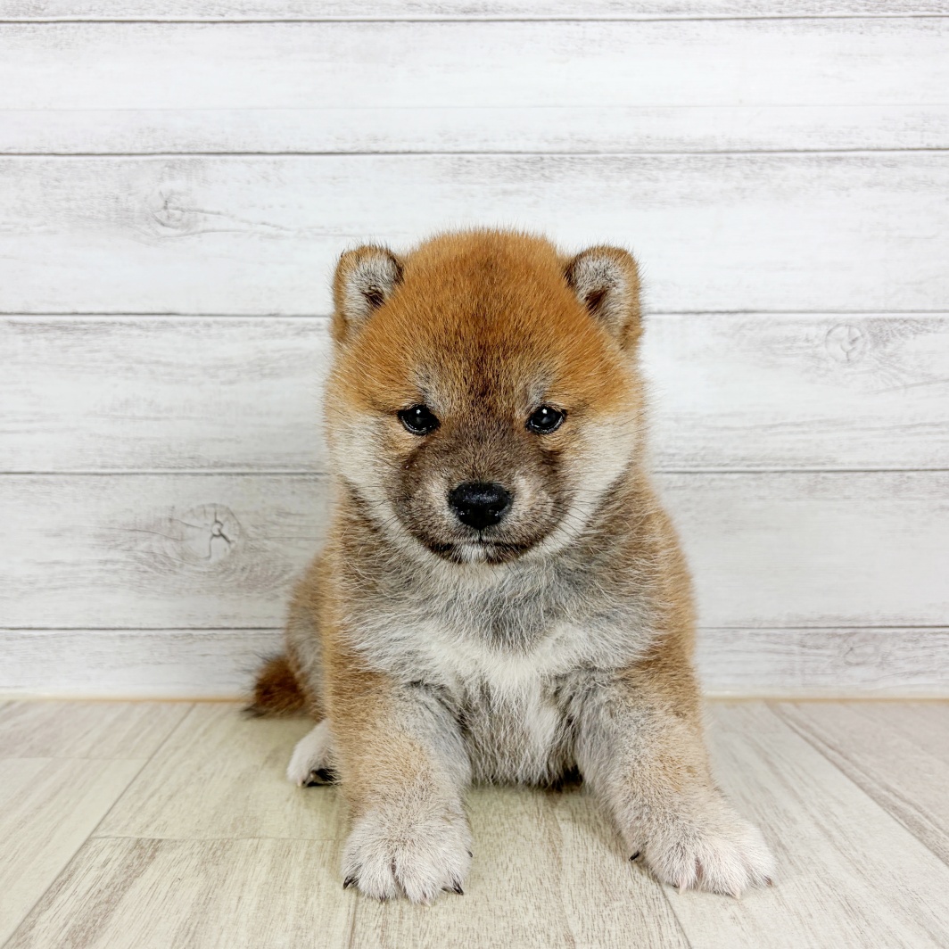 柴犬男の子の写真