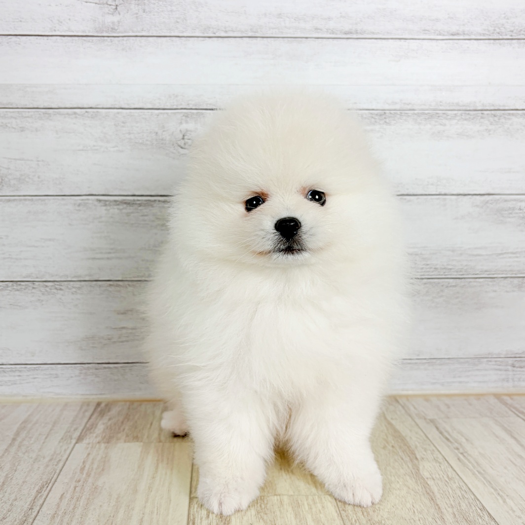 大阪府のポメラニアン (犬の家＆猫の里吹田店/2026年8月26日生まれ/男の子/クリーム)の子犬