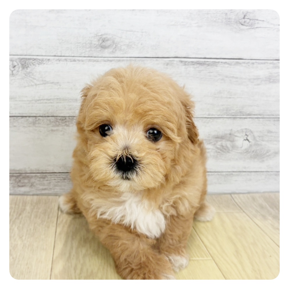 ハーフ犬男の子の写真