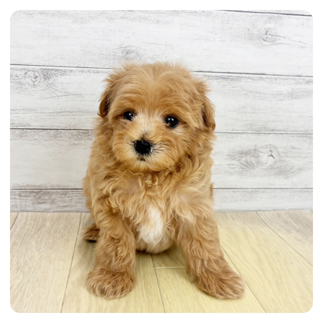 ハーフ犬男の子の写真