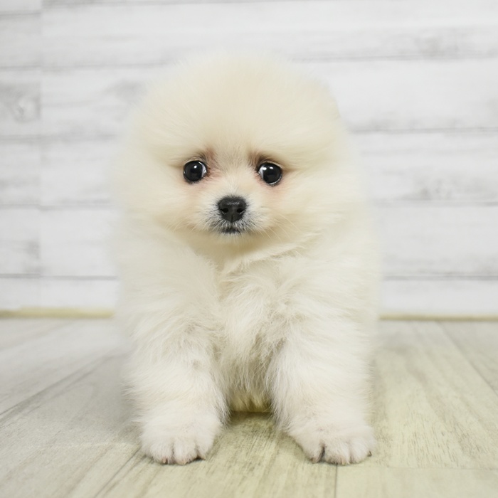 愛知県のポメラニアン (犬の家＆猫の里安城店/2026年8月31日生まれ/男の子/クリーム)の子犬