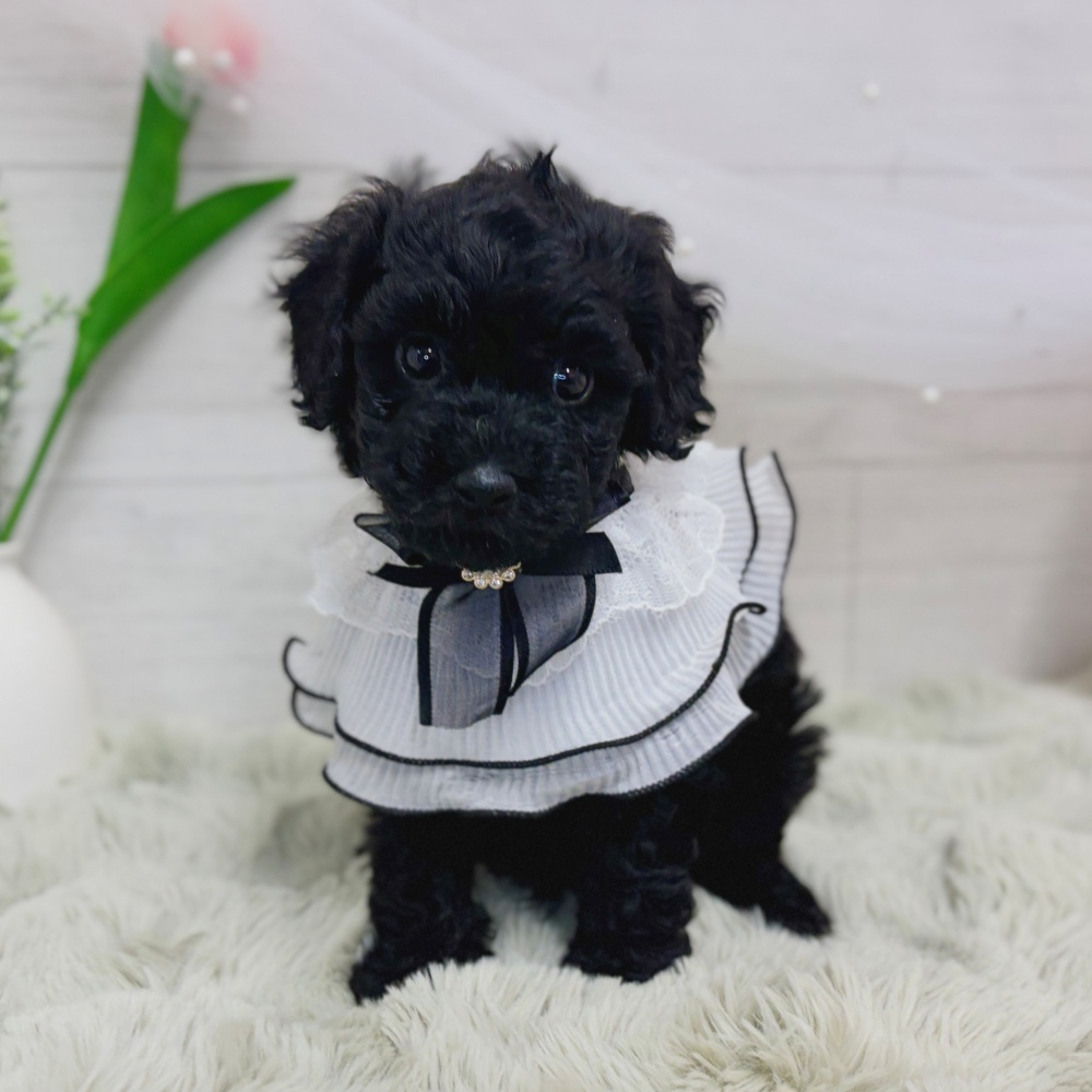 神奈川県のトイプードル(トイ) (犬の家＆猫の里相模原店/2026年9月1日生まれ/男の子/ブラック)の子犬の4枚目の画像