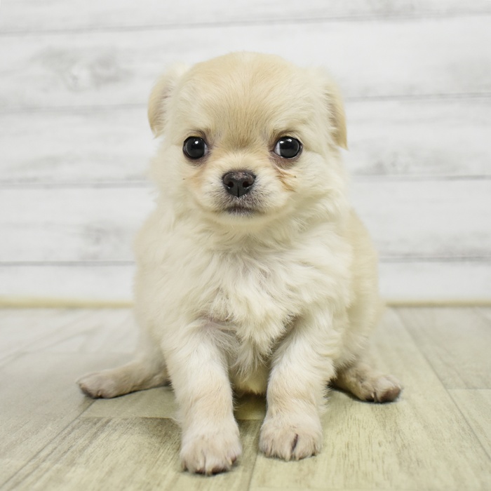 愛知県のチワワ(ロング) (犬の家＆猫の里一宮店/2026年8月27日生まれ/男の子/クリーム)の子犬の2枚目の画像