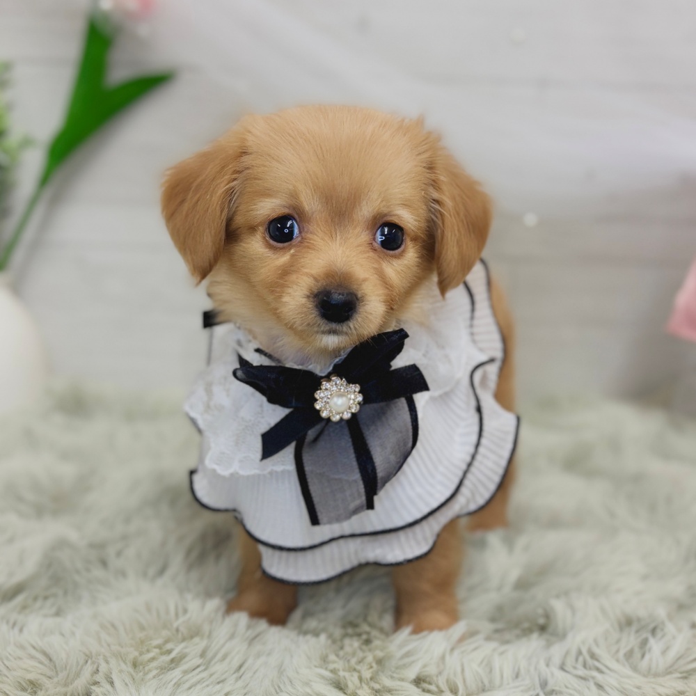 神奈川県のチワックス(チワワ×ダックス) (犬の家＆猫の里相模原店/2026年8月25日生まれ/女の子/ゴールド)の子犬の2枚目の画像