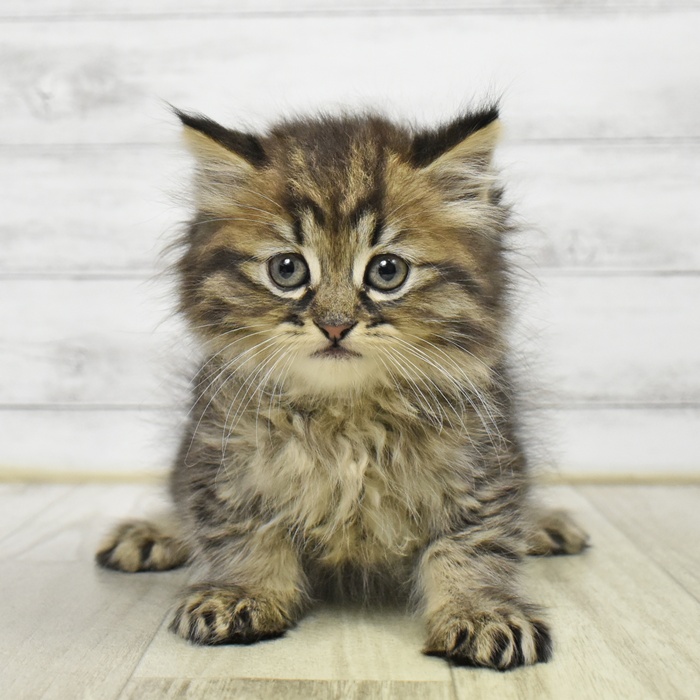 愛知県のミヌエット (犬の家＆猫の里エアポートウォーク店/2026年9月1日生まれ/男の子/ブラウンタビー)の子猫