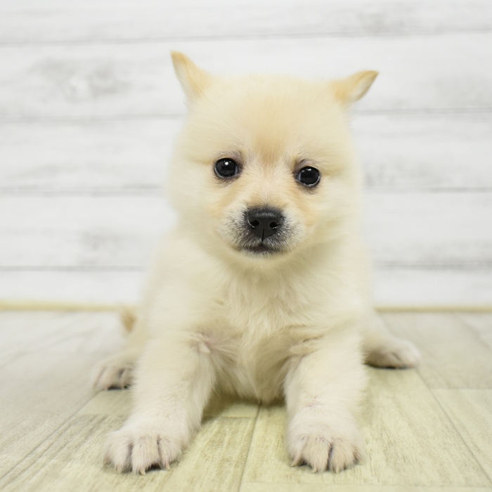 ハーフ犬女の子の写真