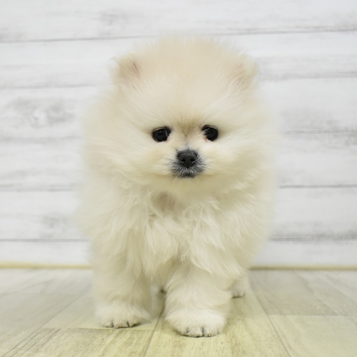 愛知県のポメラニアン (犬の家＆猫の里岡崎店/2026年9月1日生まれ/女の子/クリーム)の子犬